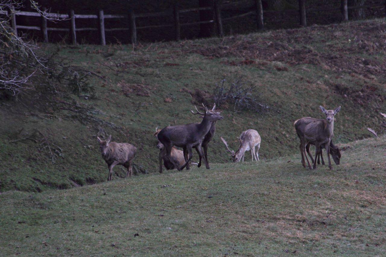 Cervi e Daini...da mesi sempre insieme